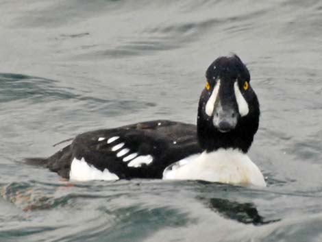 Barrow's Goldeneye (Bucephala islandica)