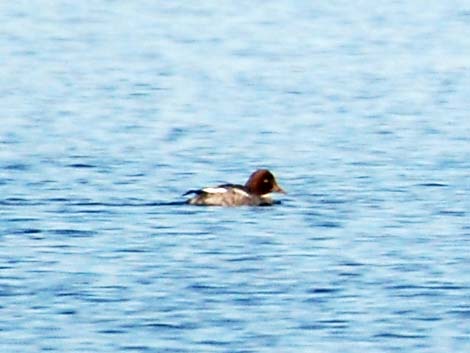 Barrow's Goldeneye (Bucephala islandica)