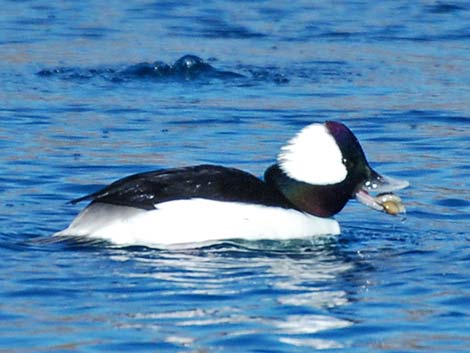 Bufflehead (Bucephala albeola)