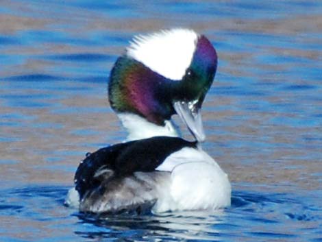 Bufflehead (Bucephala albeola)