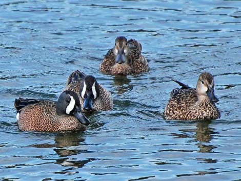 Blue-winged Teal (Anas discors)