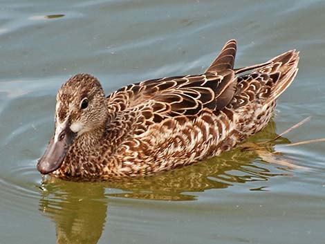 Blue-winged Teal (Anas discors)