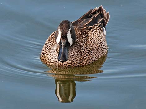 Blue-winged Teal (Anas discors)