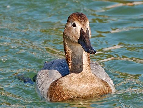 Canvasback (Aythya valisineria)