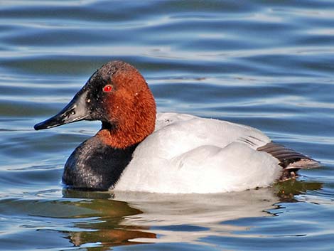 Canvasback (Aythya valisineria)