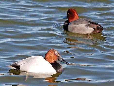 Canvasback (Aythya valisineria)