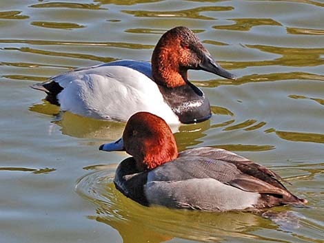 Canvasback (Aythya valisineria)