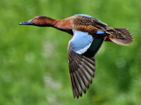 Cinnamon Teal (Anas cyanoptera)