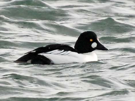 Common Goldeneye (Bucephala clangula)