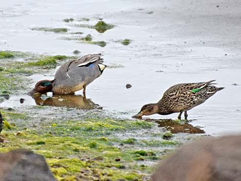 Green-winged Teal (Anas crecca)