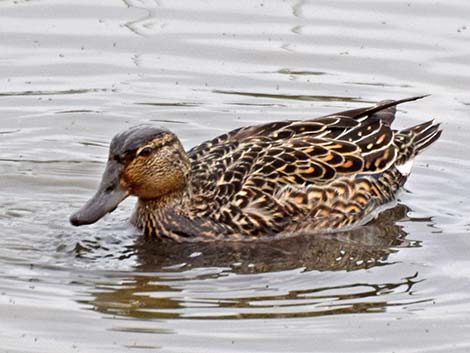 Green-winged Teal (Anas crecca)