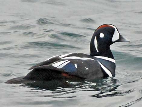 Harlequin Duck (Histrionicus histrionicus)