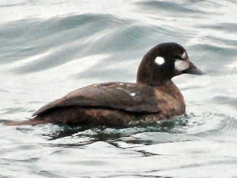 Harlequin Duck (Histrionicus histrionicus)