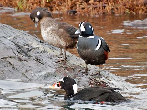 Harlequin Duck (Histrionicus histrionicus)