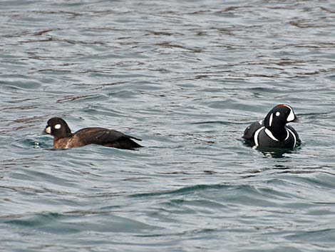 Harlequin Duck (Histrionicus histrionicus)