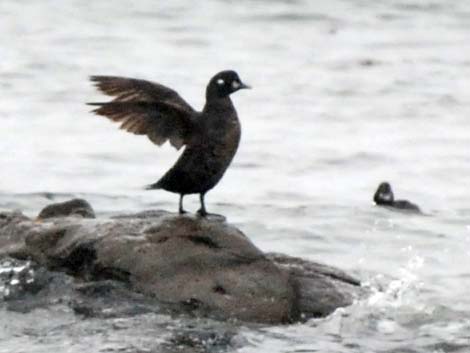 Harlequin Duck (Histrionicus histrionicus)