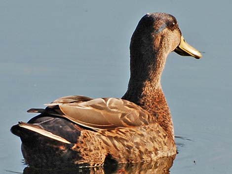 American Black Duck