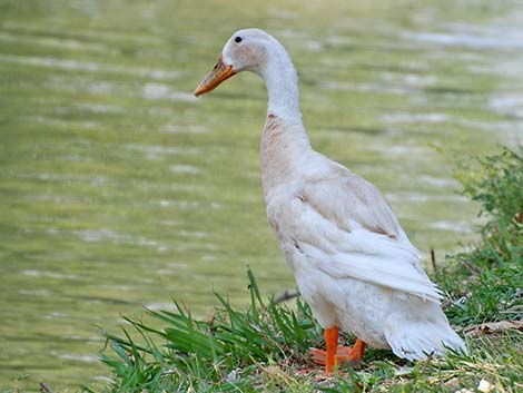 Indian Runner Duck (Anas platyrhynchos)