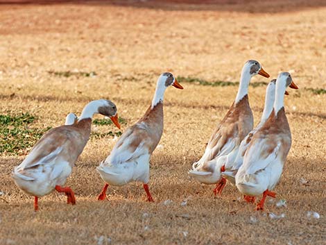 Indian Runner Duck (Anas platyrhynchos)