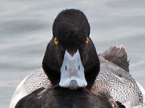 Lesser Scaup (Aythya affinis)