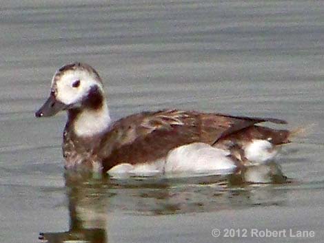 Long-tailed Duck (Clangula hyemalis)