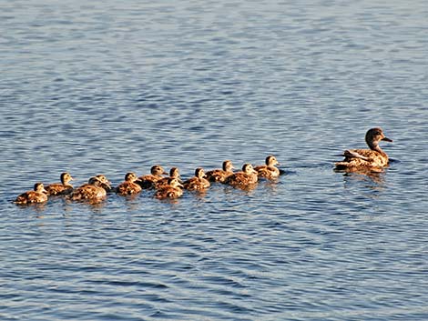 Mallard (Anas platyrhynchos)