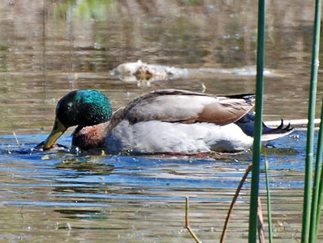 Mallard (Anas platyrhynchos)