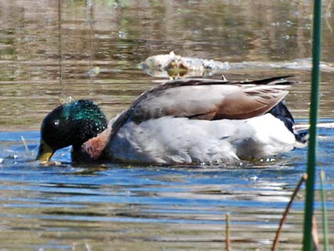 Mallard (Anas platyrhynchos)