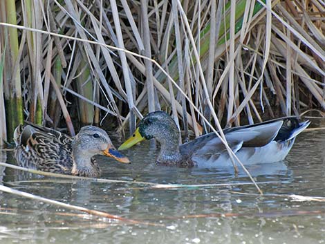 Mallard (Anas platyrhynchos)