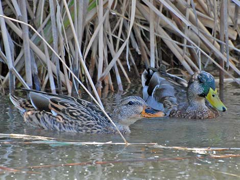 Mallard (Anas platyrhynchos)