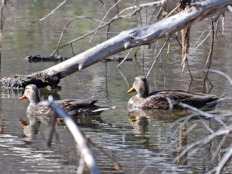 Mexican Duck (Anas diazi)