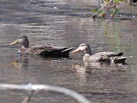 Mexican Duck (Anas diazi)