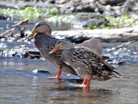 Mexican Duck (Anas diazi)