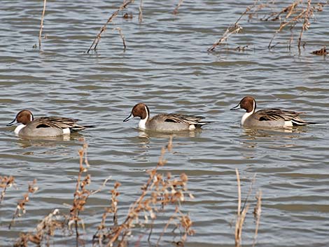 Northern Pintail (Anas acuta)