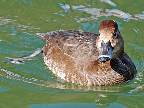 Redhead (Aythya americana)