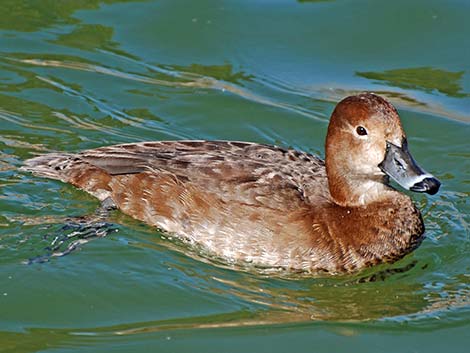 Redhead (Aythya americana)