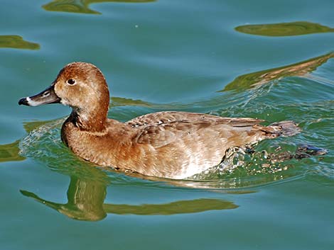 Redhead (Aythya americana)