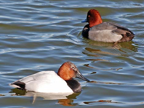 Redhead (Aythya americana)