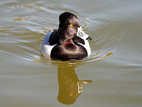 Ring-necked Duck (Aythya collaris)