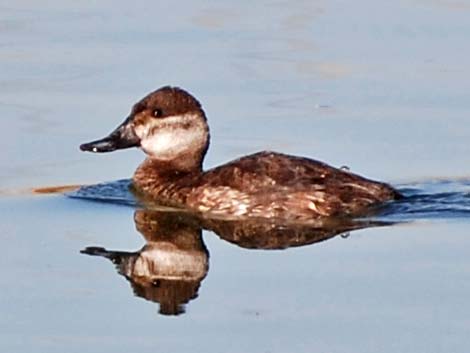 Ruddy Duck (Oxyura jamaicensis)