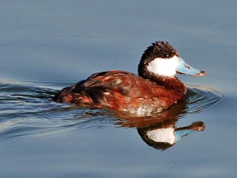 Ruddy Duck (Oxyura jamaicensis)