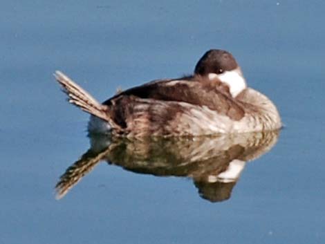 Ruddy Duck (Oxyura jamaicensis)