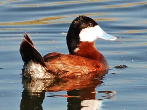 Ruddy Duck (Oxyura jamaicensis)