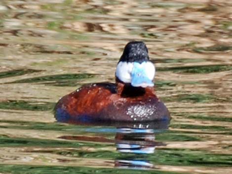 Ruddy Duck (Oxyura jamaicensis)