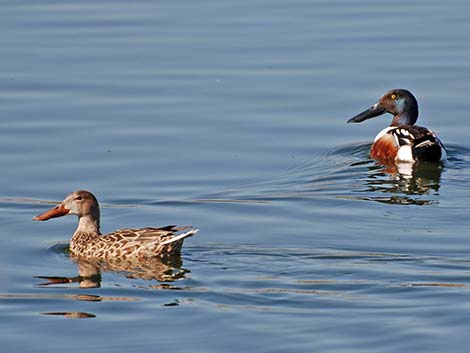 Northern Shoveler (Anas clypeata)