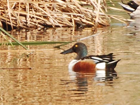 Northern Shoveler (Anas clypeata)