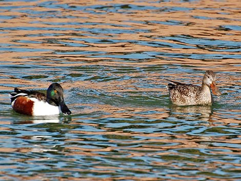 Northern Shoveler (Anas clypeata)