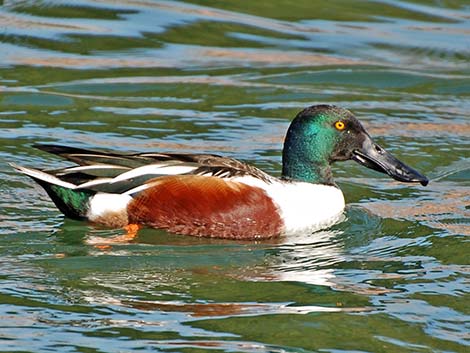 Northern Shoveler (Anas clypeata)