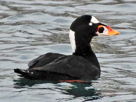 Surf Scoter (Melanitta perspicillata)