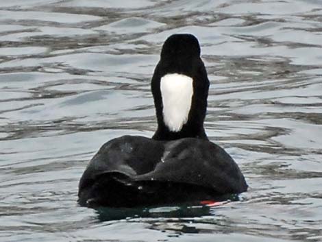 Surf Scoter (Melanitta perspicillata)